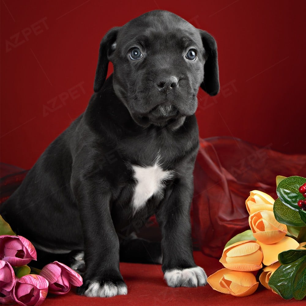 cane image 0041