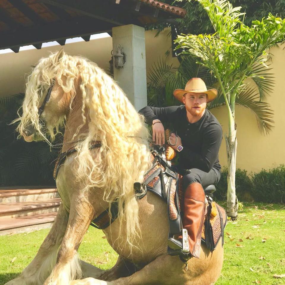 Canelo horse ownership