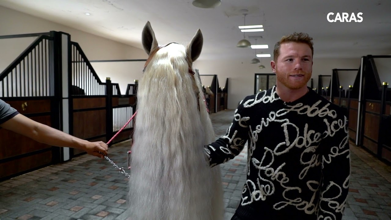 canelo horse 0010