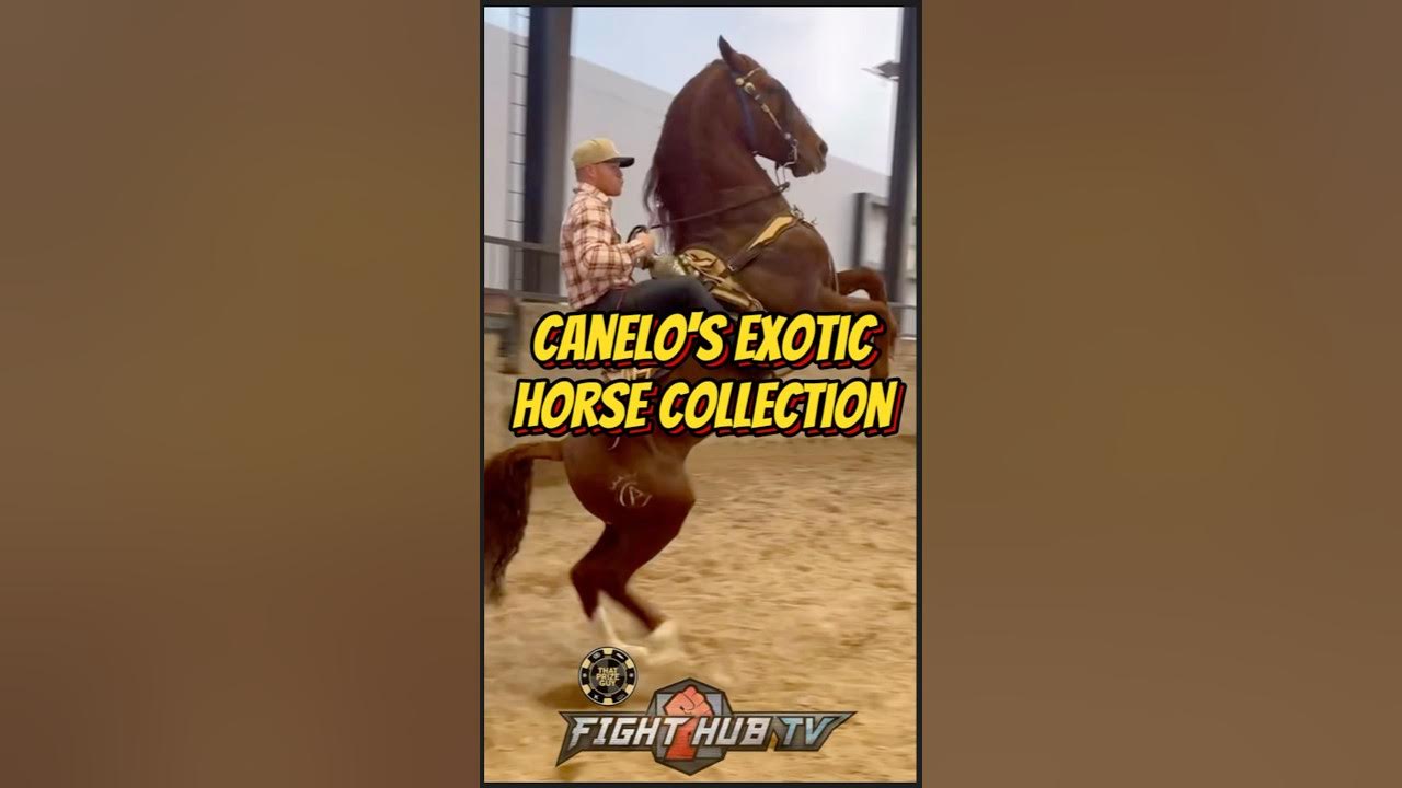 canelo horse 0011