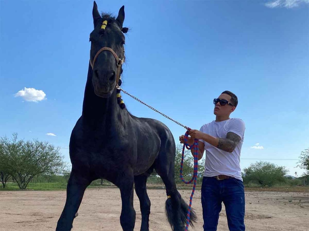 canelo horse 0012