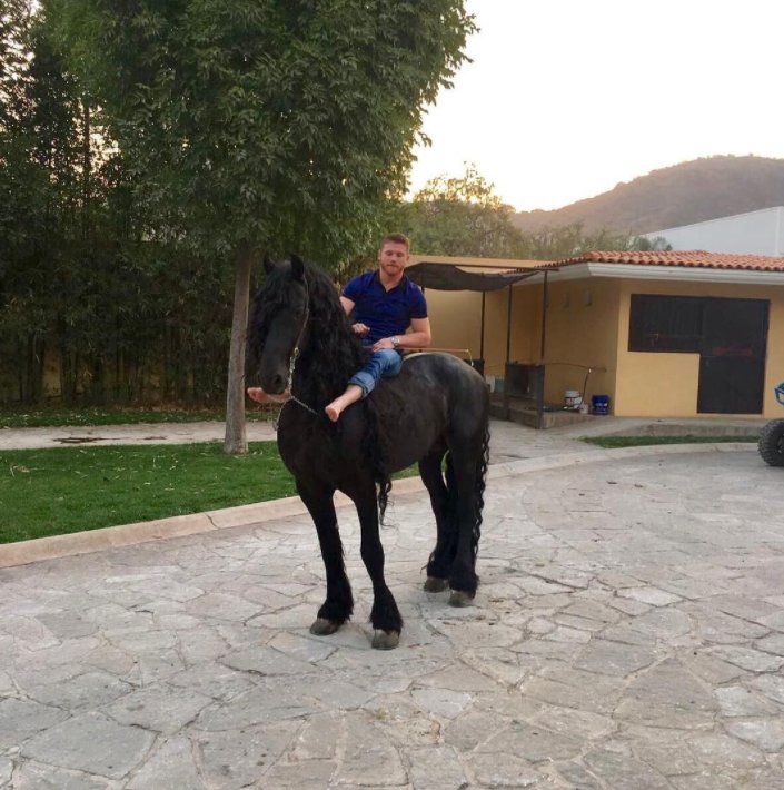 canelo horse 0013