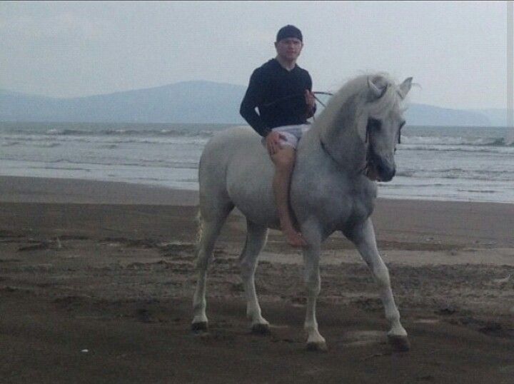 canelo horse 0015