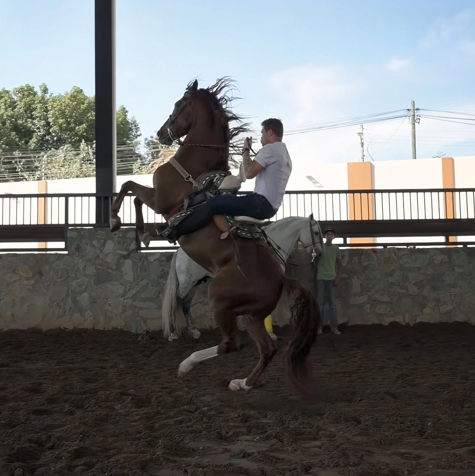 canelo horse 0016