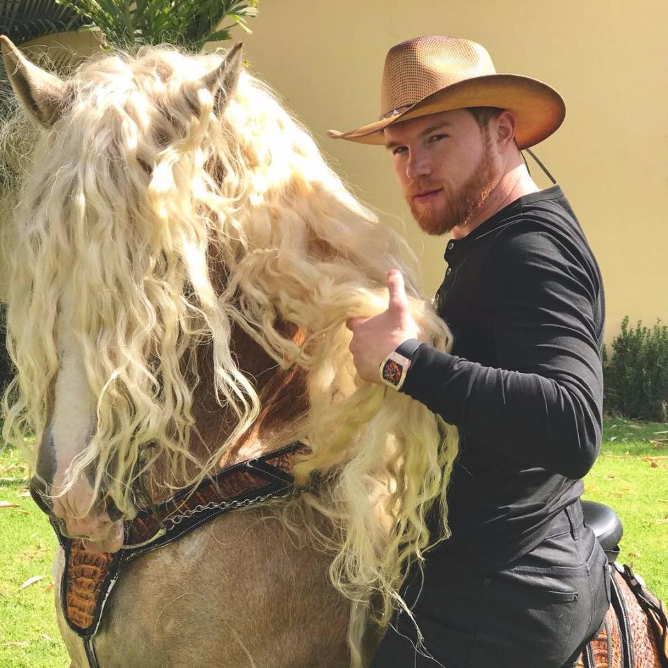canelo horse 0018