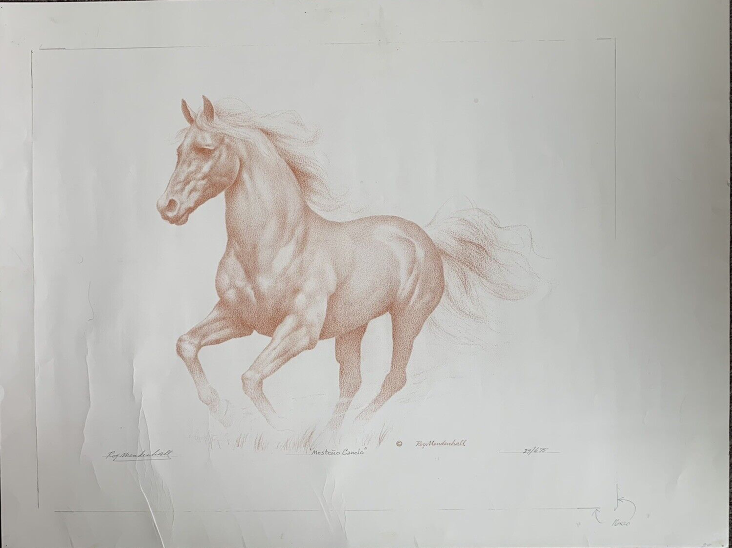 canelo horse 0020