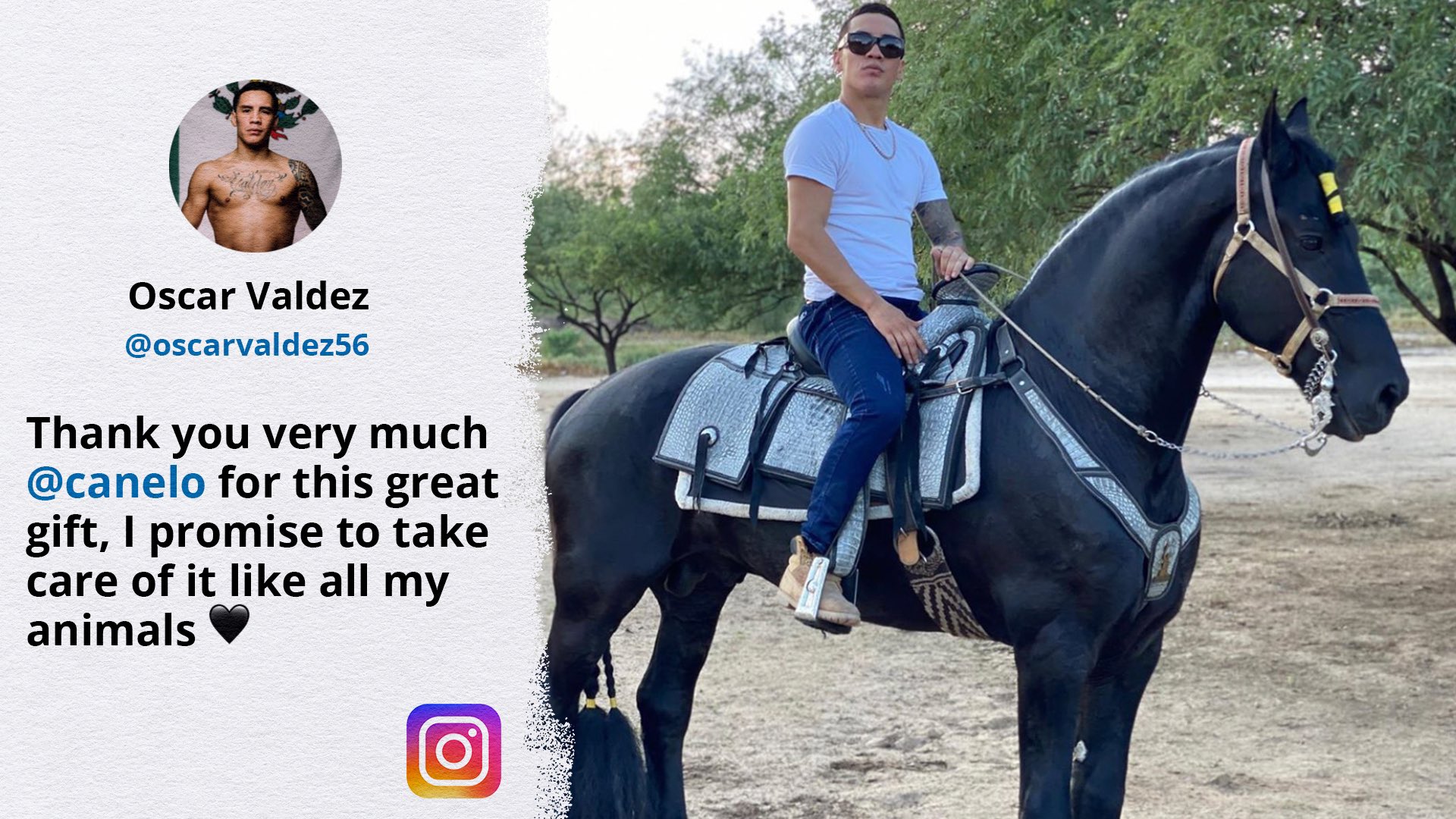 canelo horse 0023
