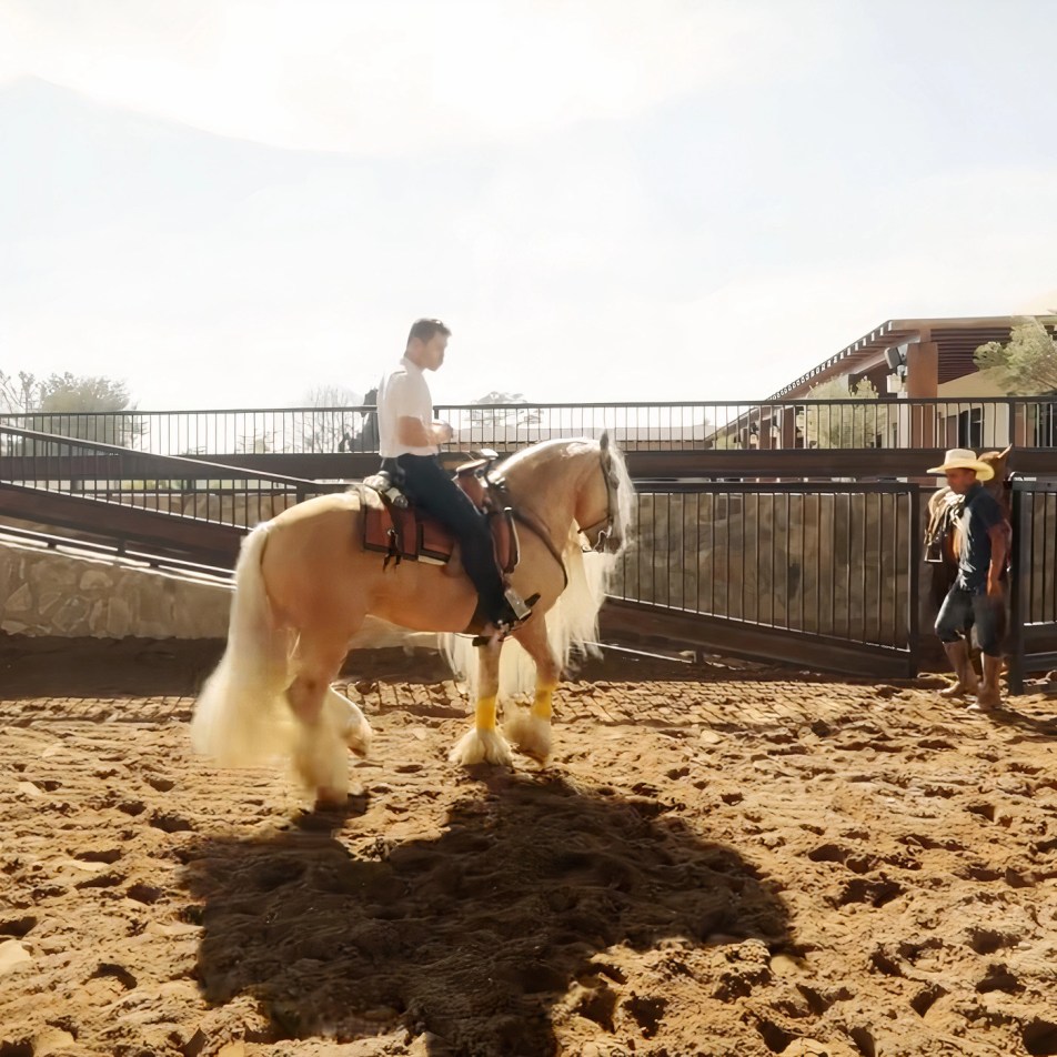 canelo horse 0026