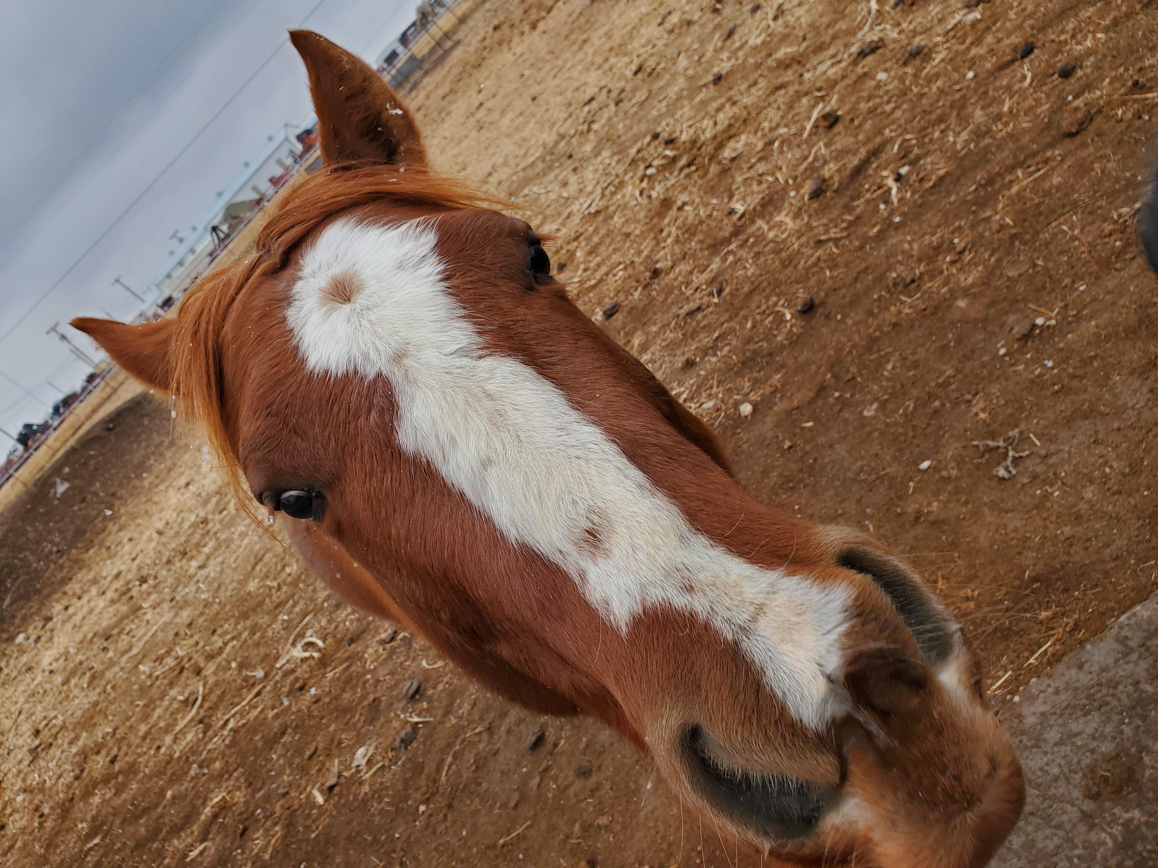 canelo horse 0029