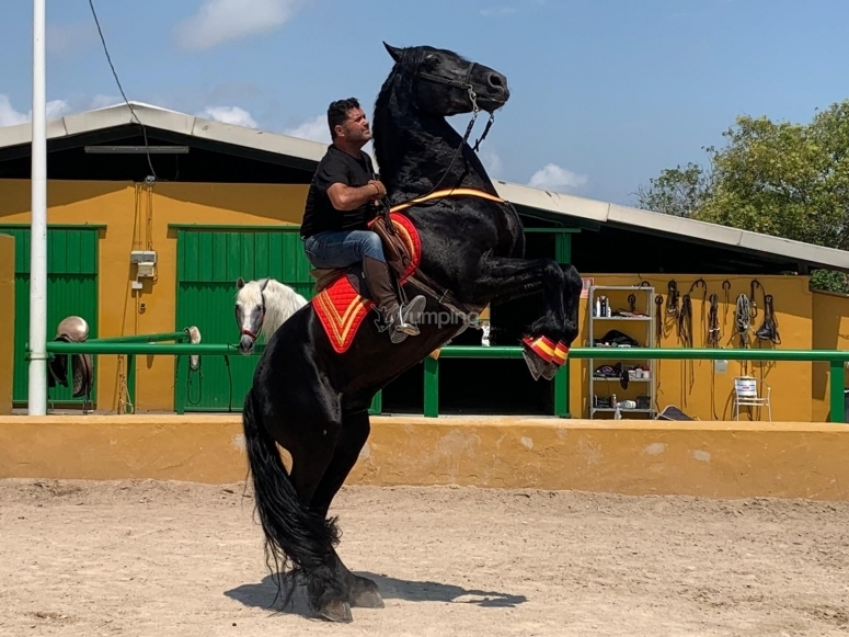 canelo horse 0040