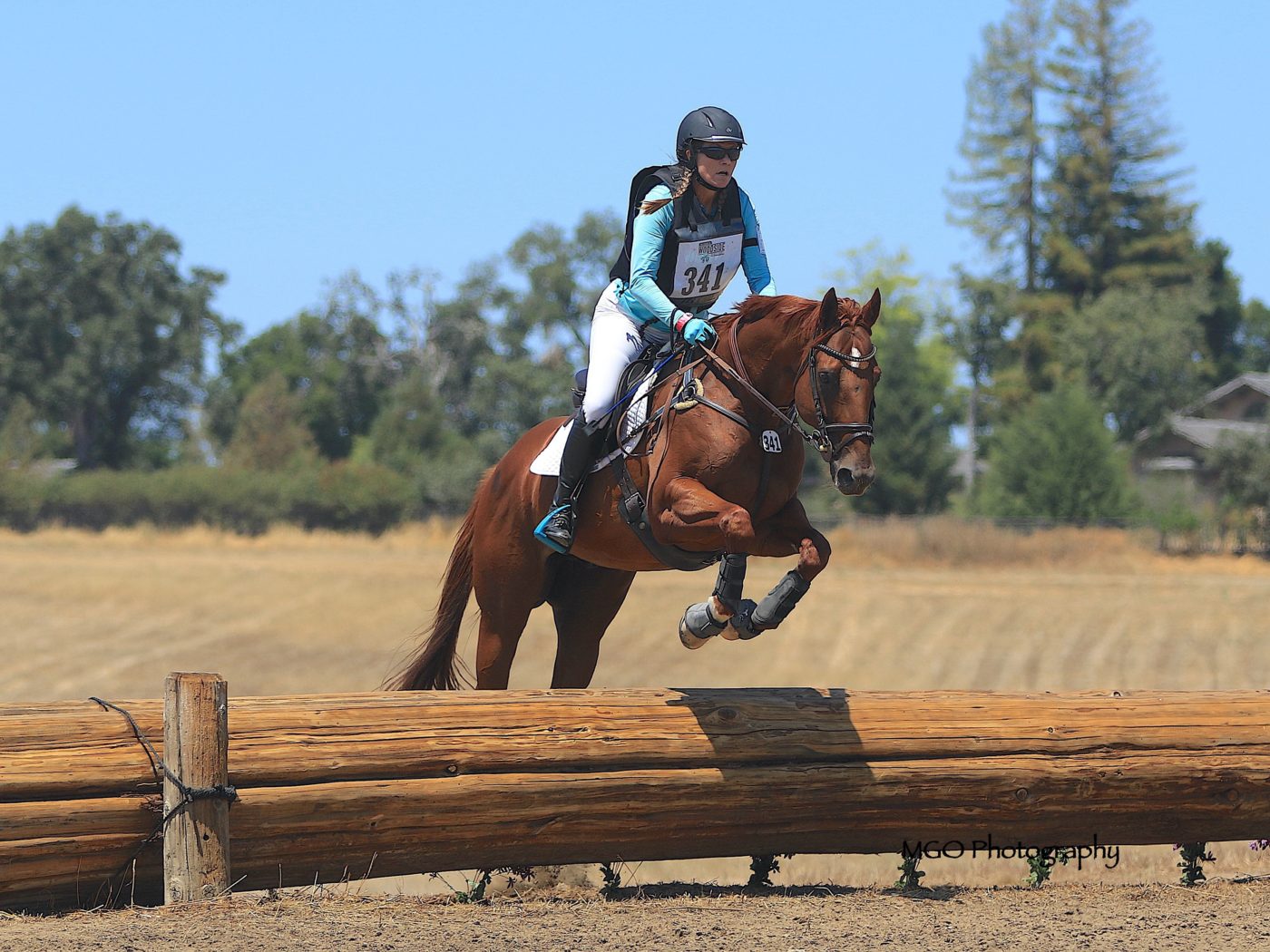 canelo horse 0041