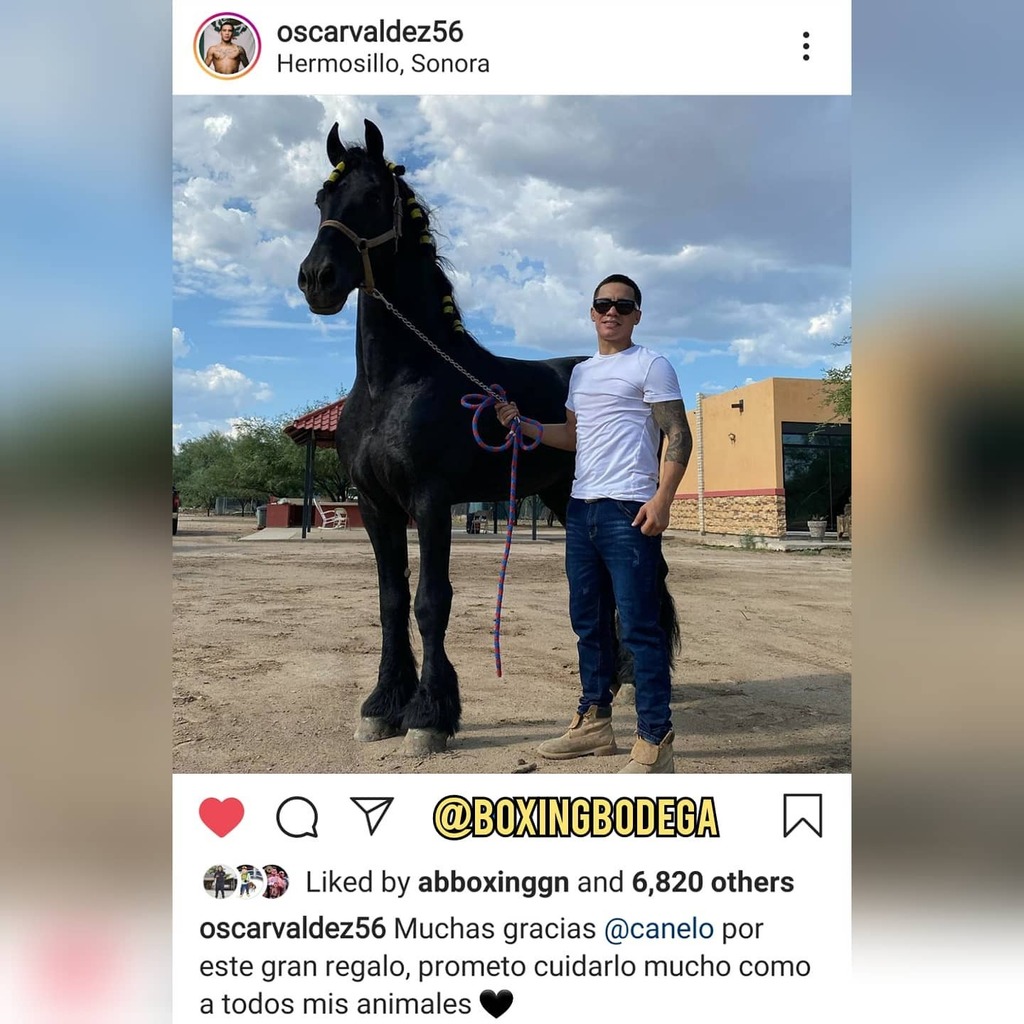 canelo horse 0044