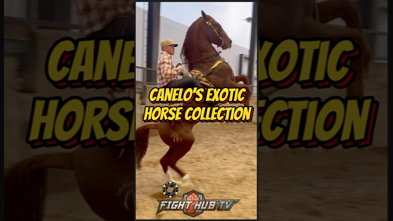 canelo horse 0047