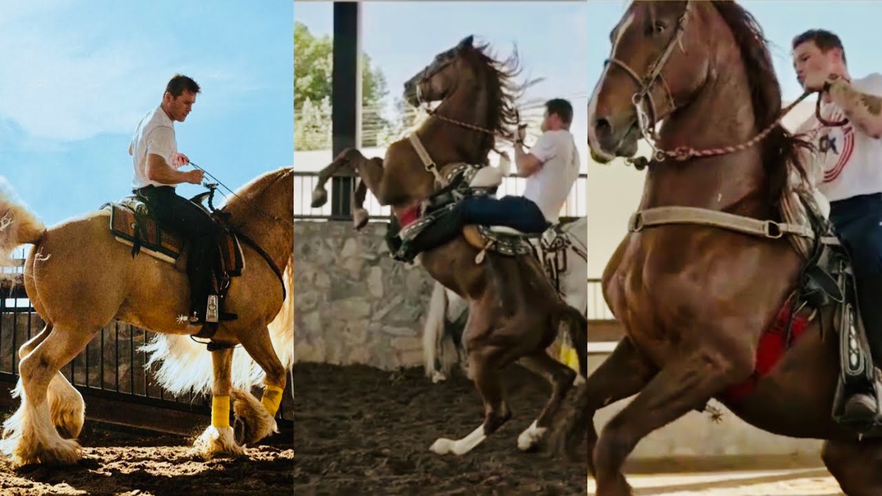 canelo horse 0049