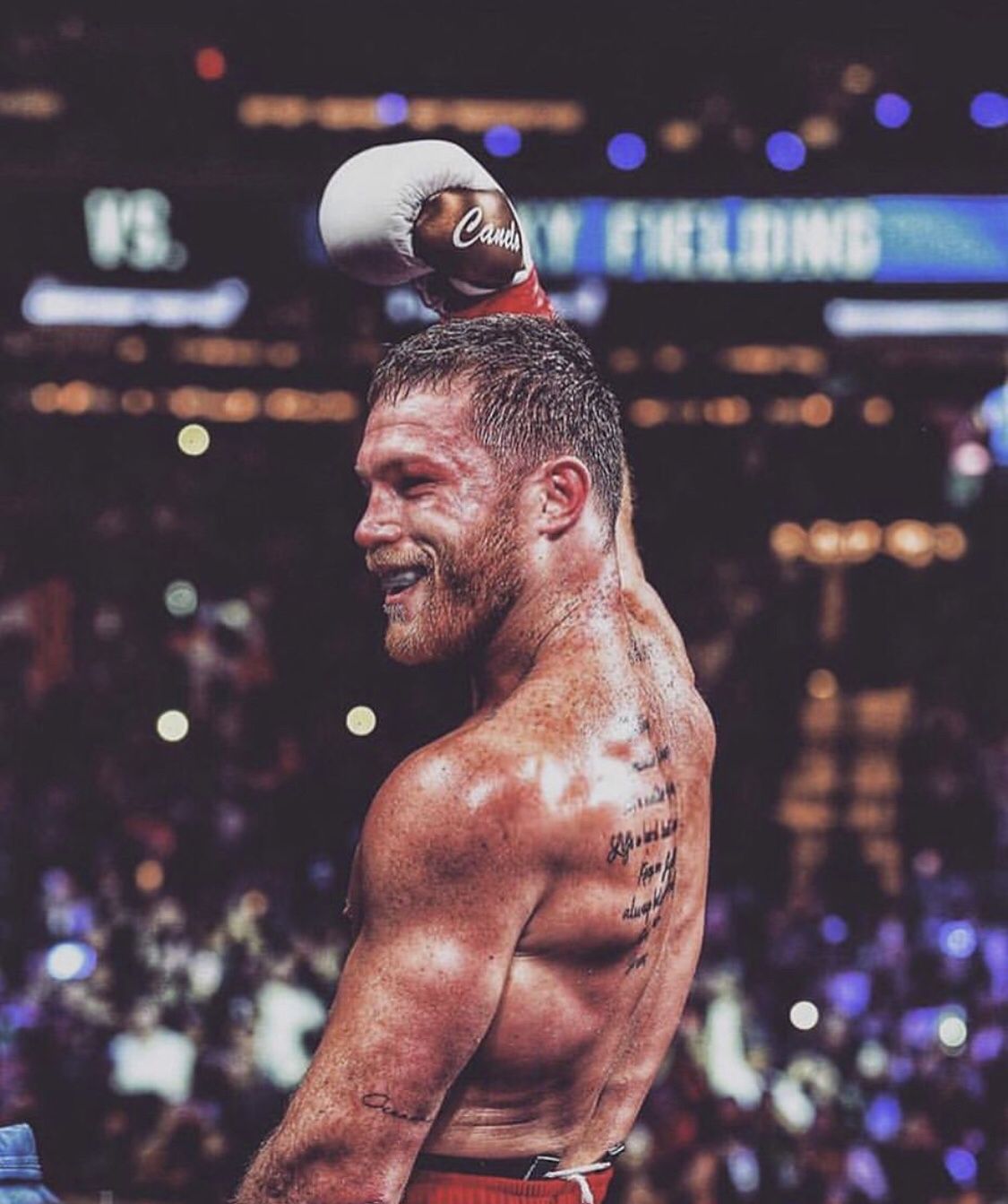 canelo wallpaper
