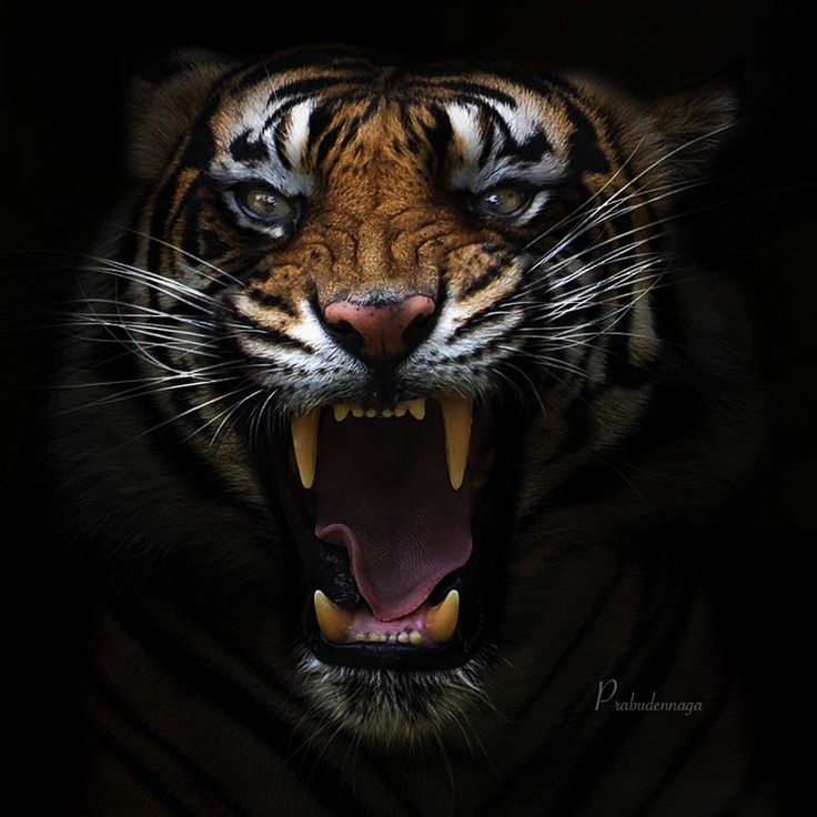 capturing tigers in action