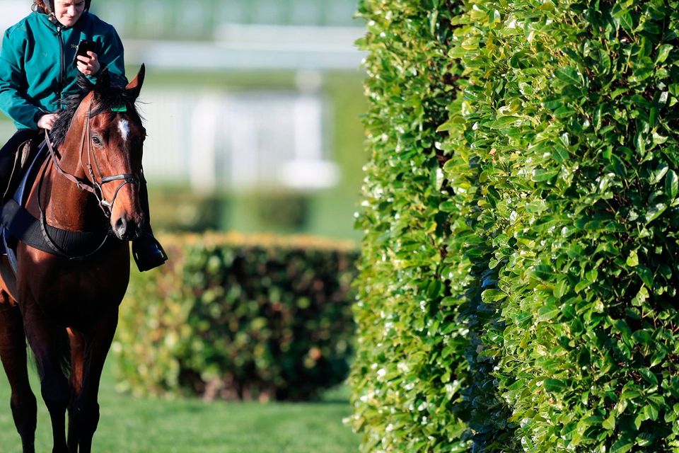 cheltenham 2019 0014