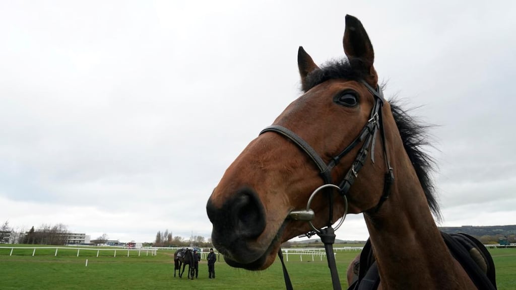 cheltenham 2019 0028