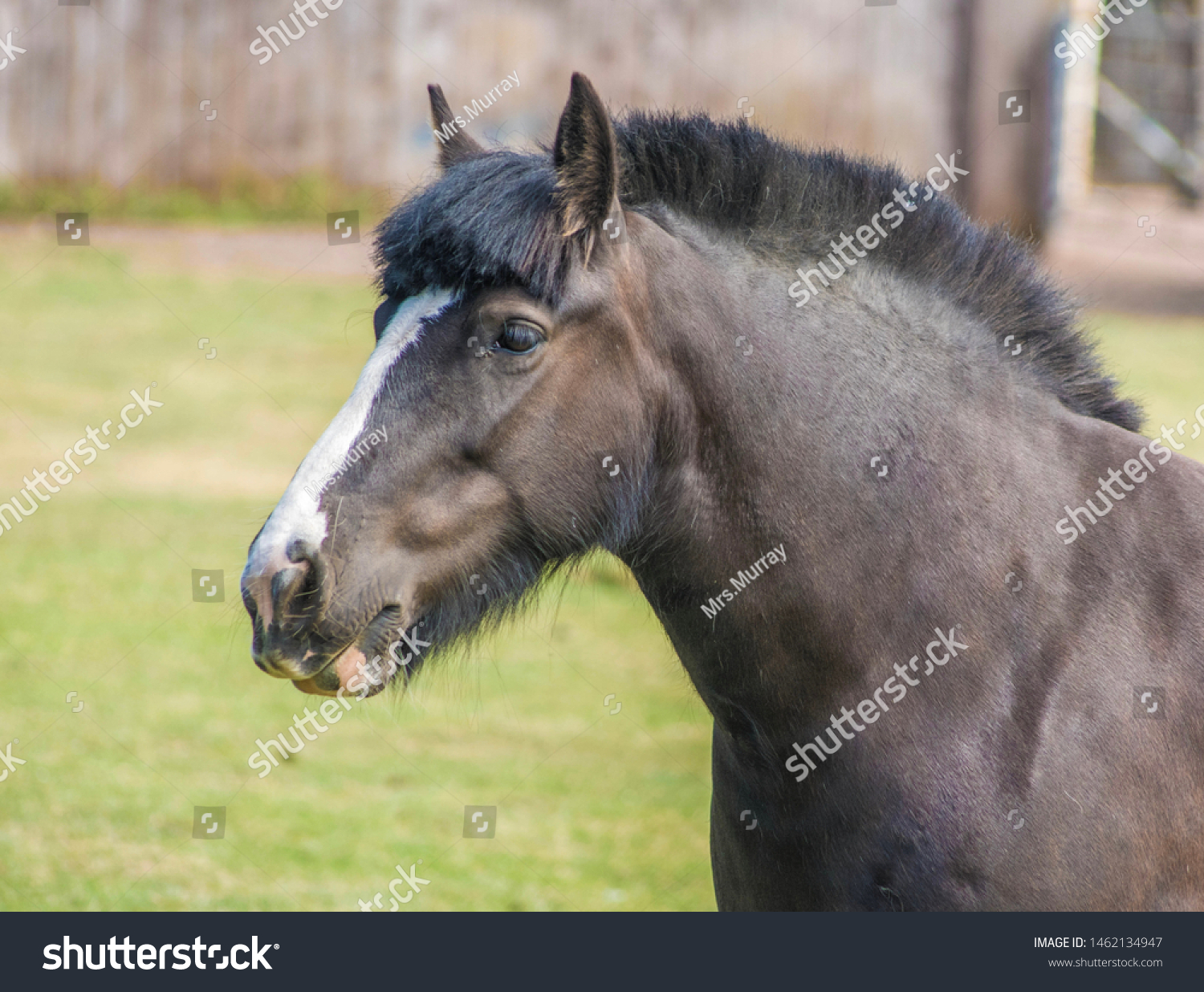 clipper techniques for horses
