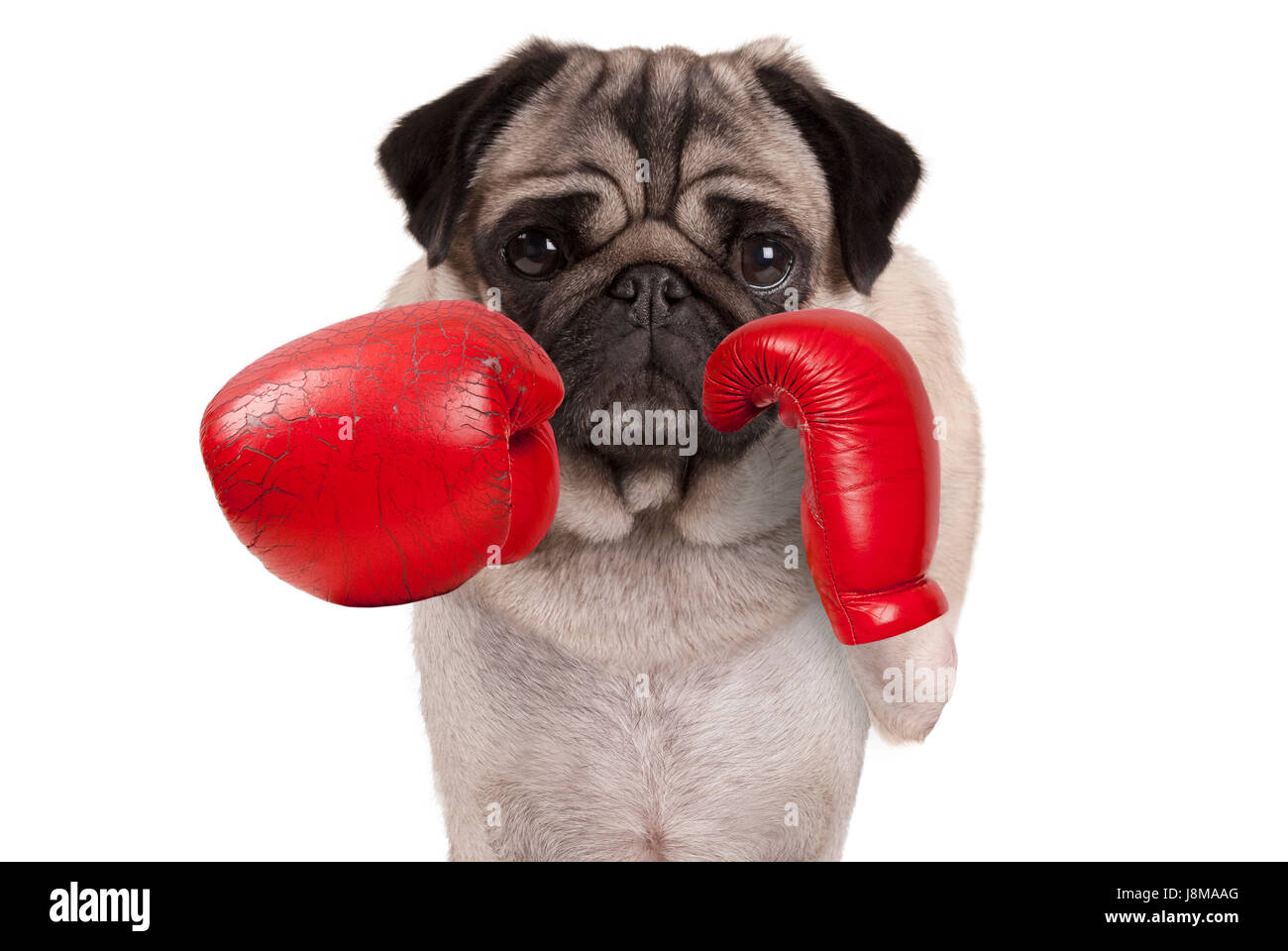cool boxing photos 0030