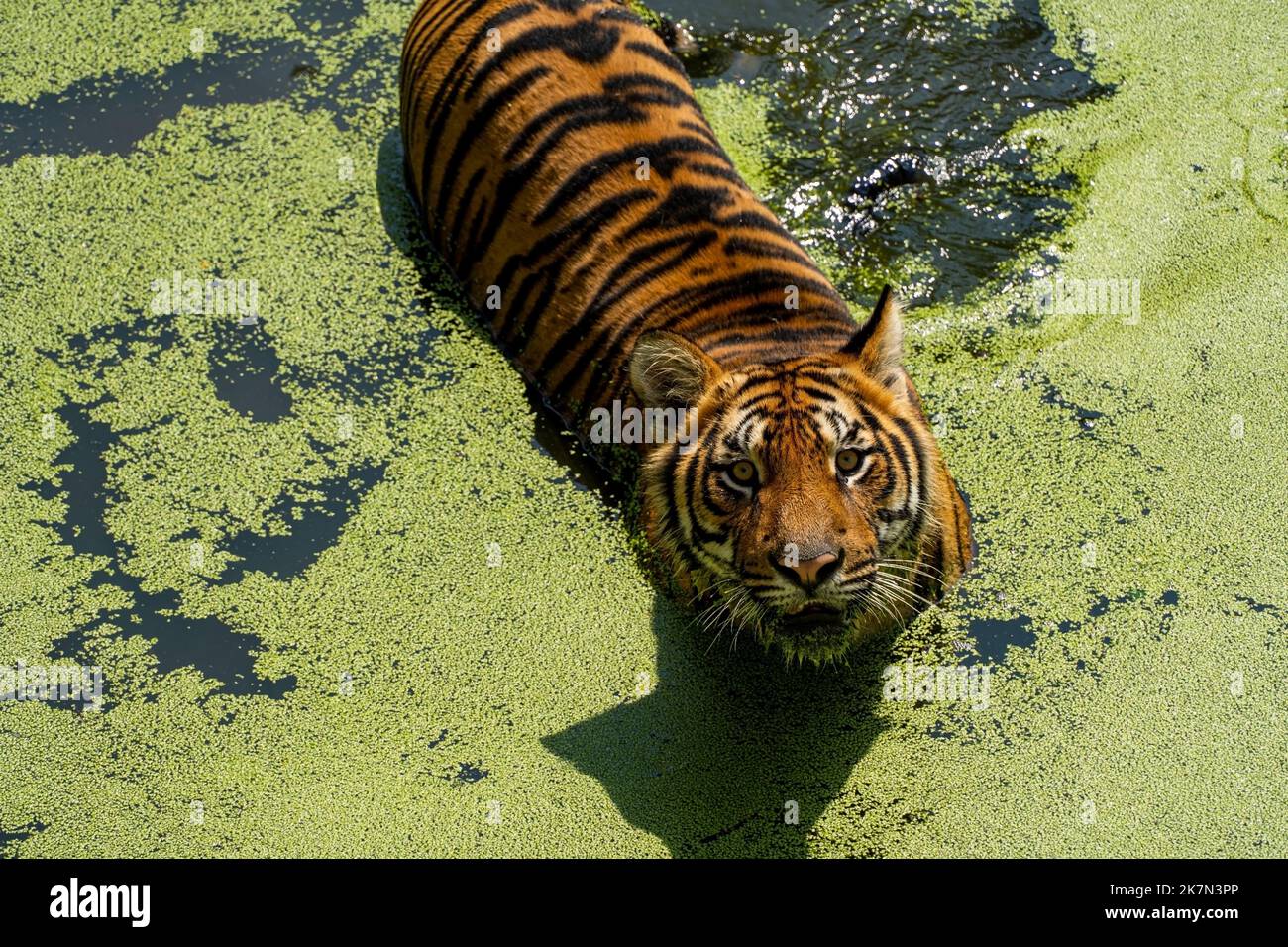 cool tiger pics 0020