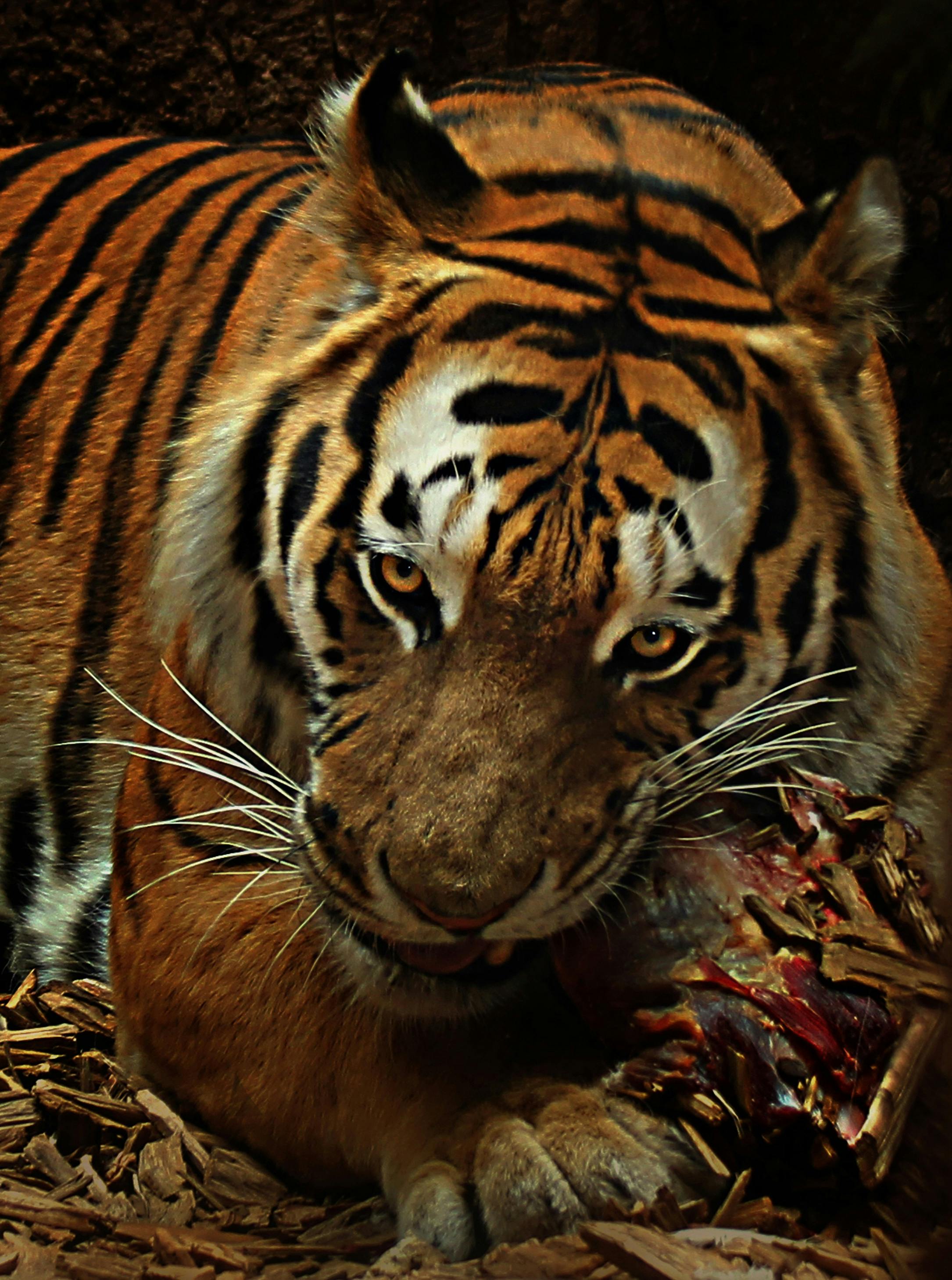 cool tiger pics 0031