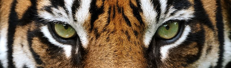 cool tiger pics 0039