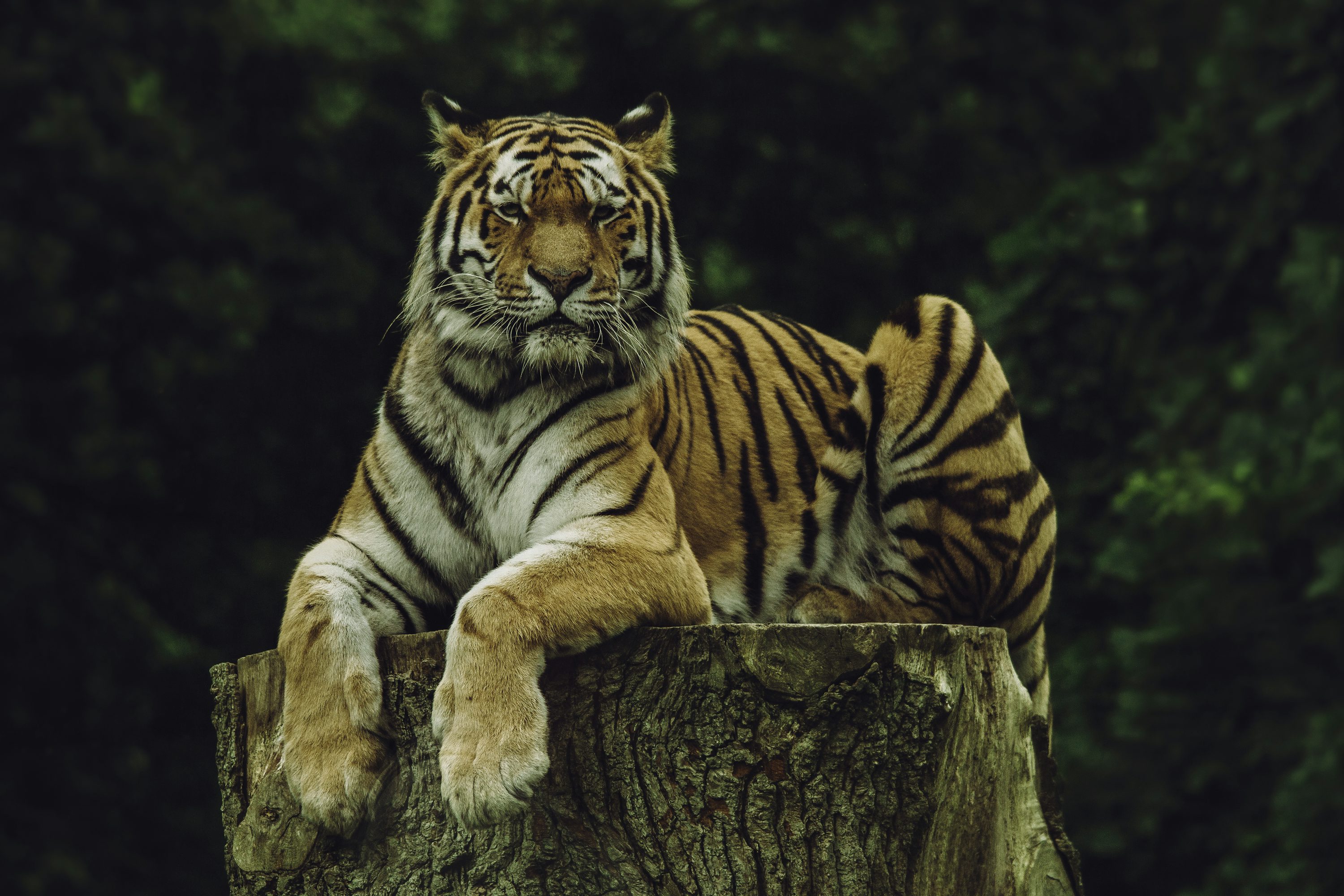 cool tiger pics 0044