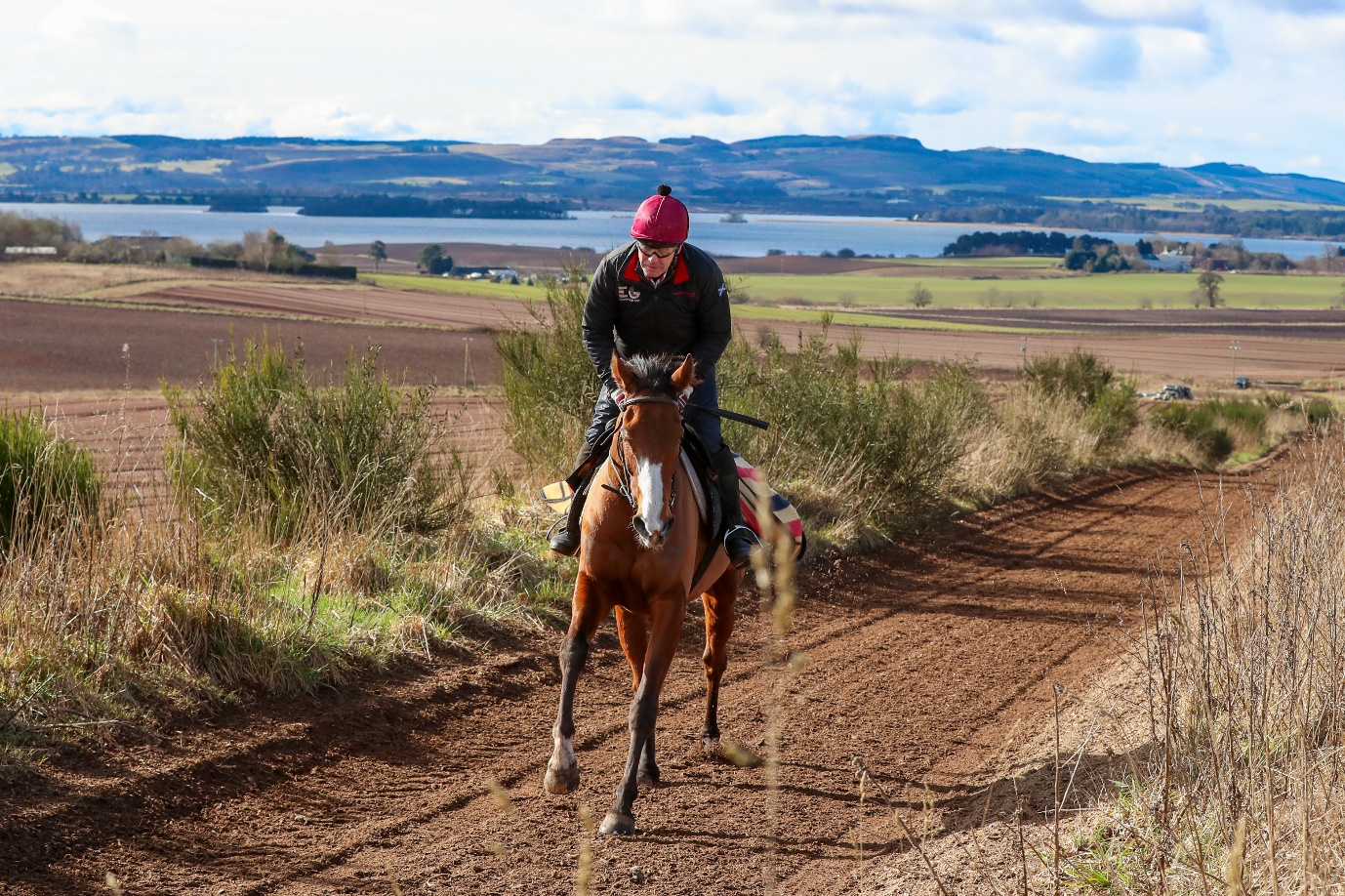 corach rambler horse 0014