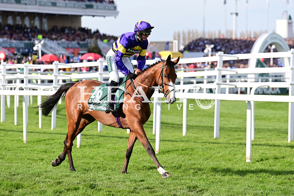 corach rambler horse 0015