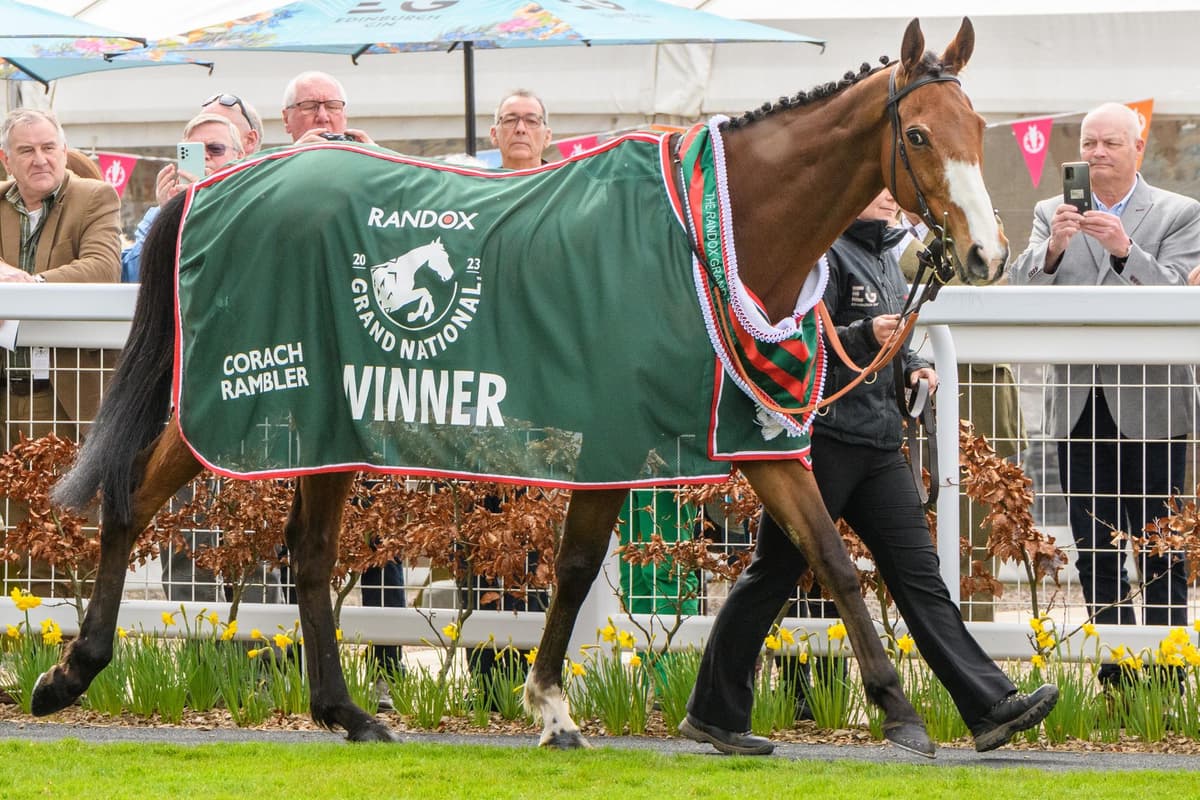 corach rambler horse 0022