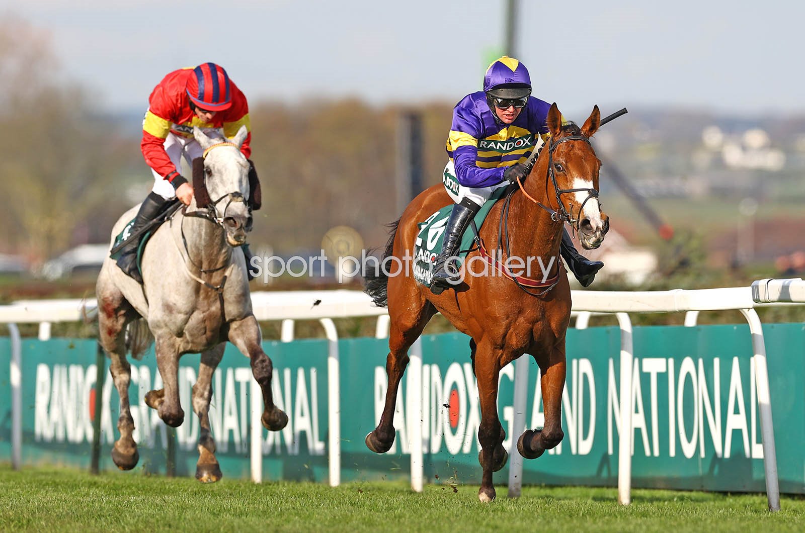 corach rambler horse 0027