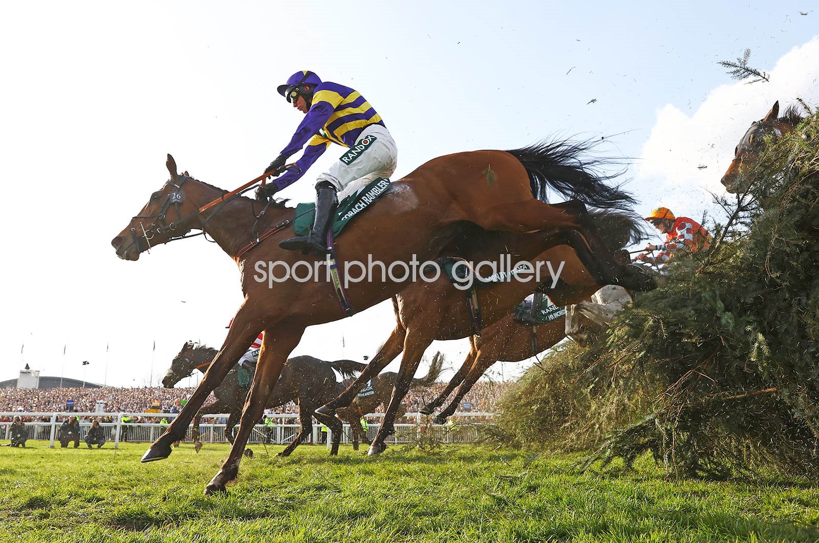 corach rambler horse 0046
