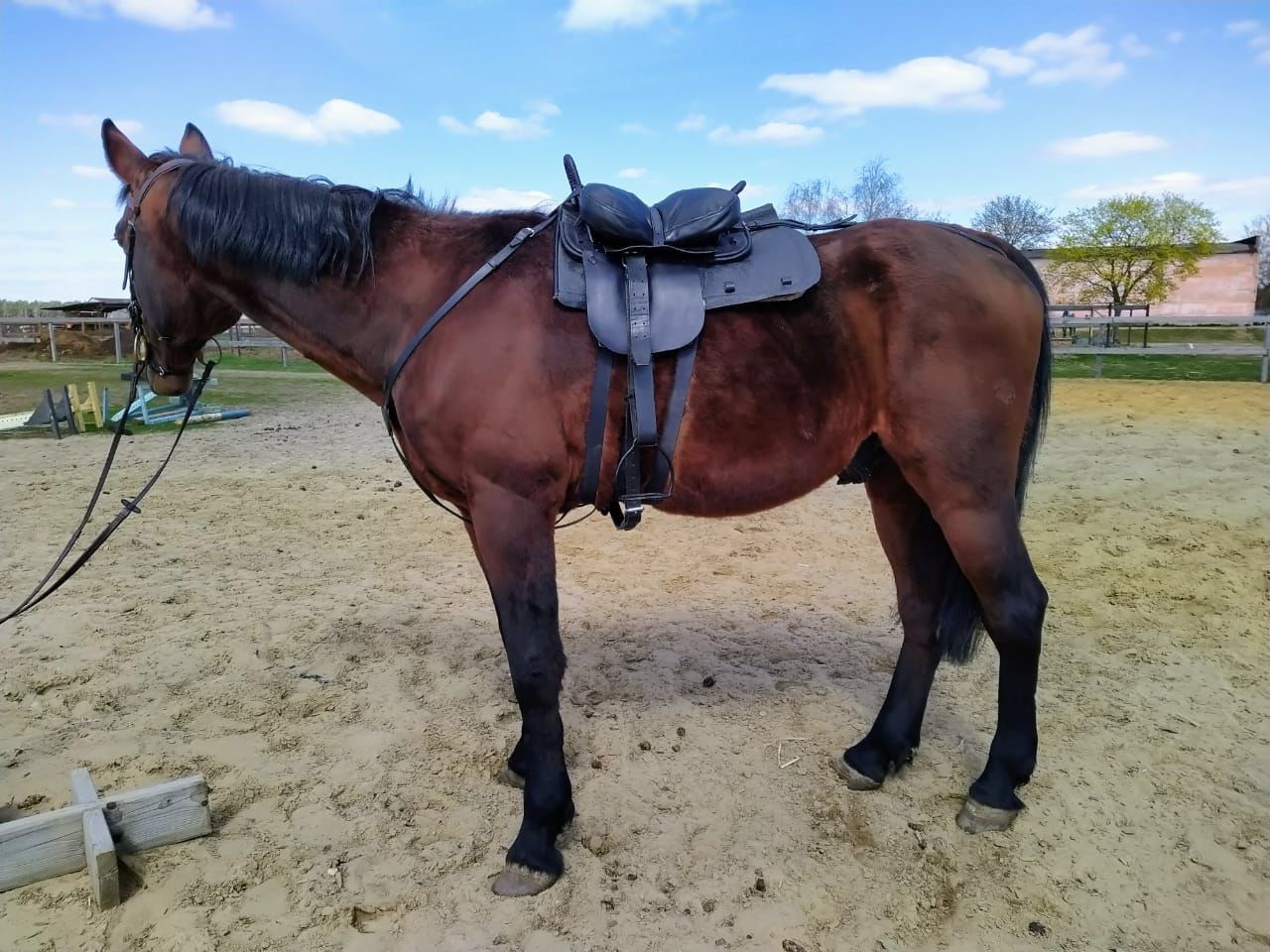 Cossack horse riding techniques