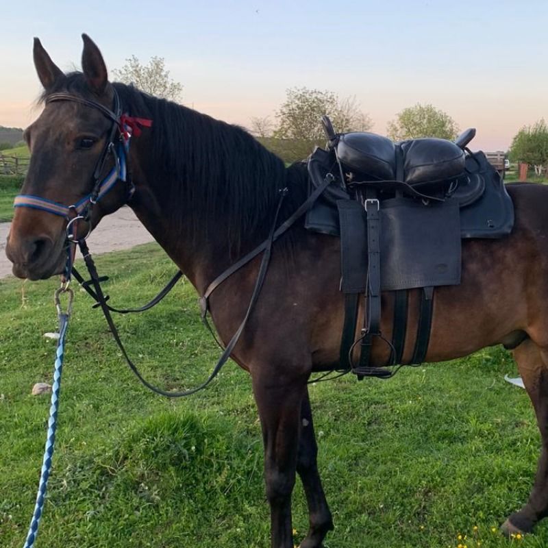 Cossack saddle design
