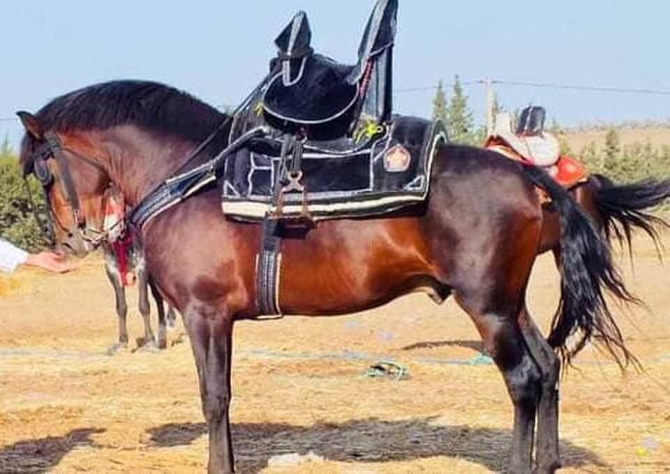 cossack saddle 0018