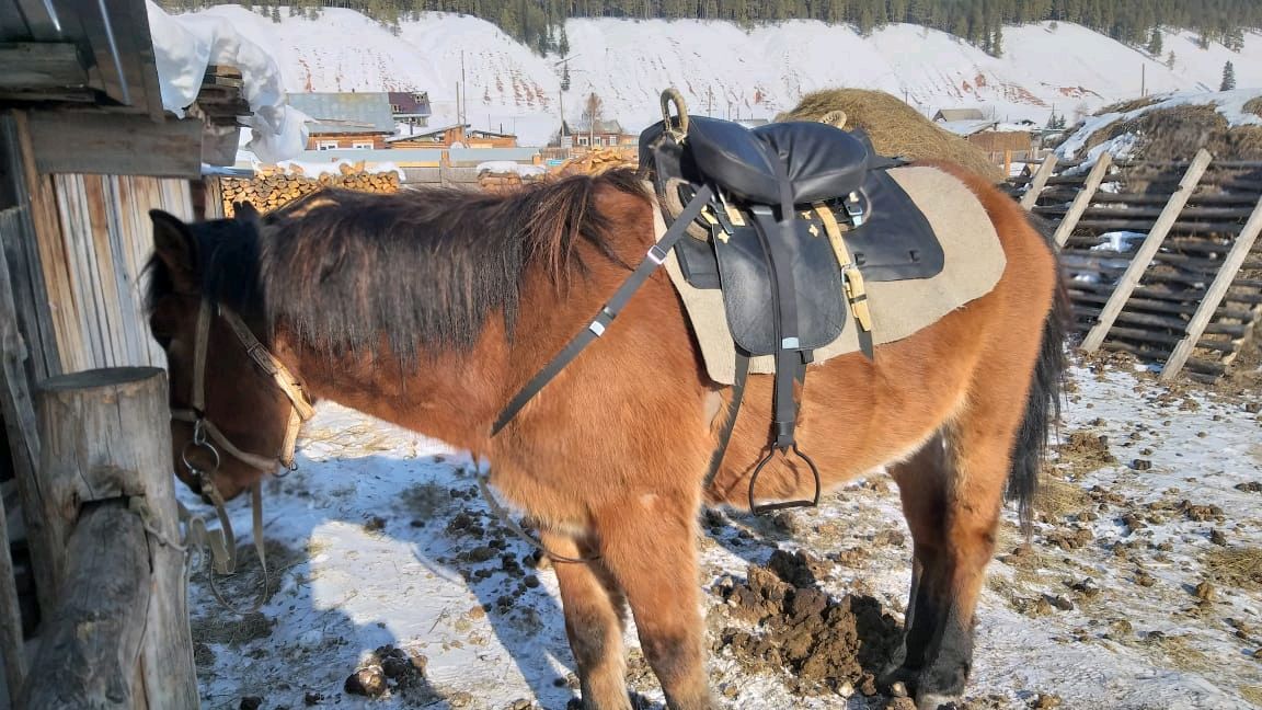 cossack saddle 0035