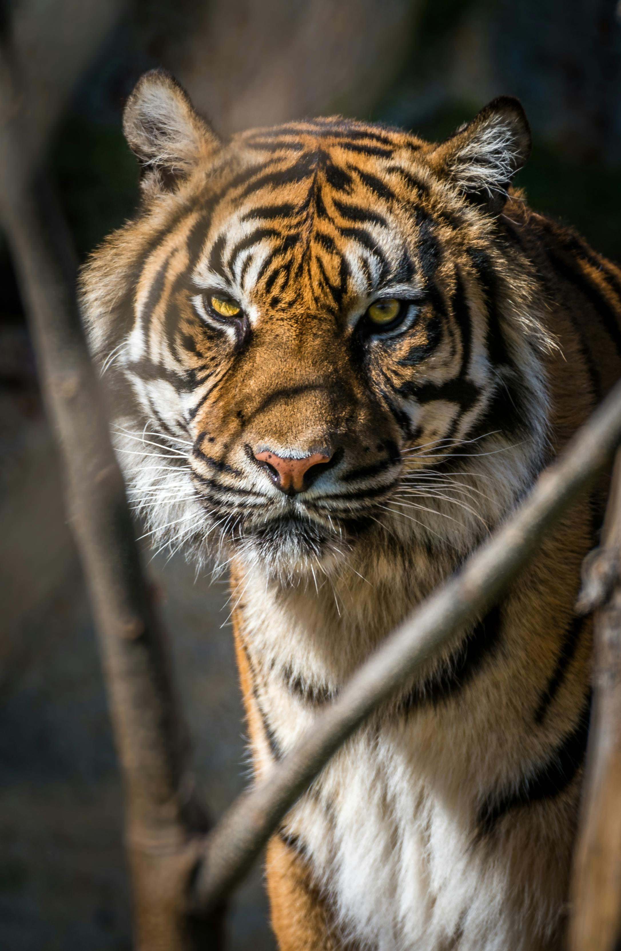 creative tiger photoshoot