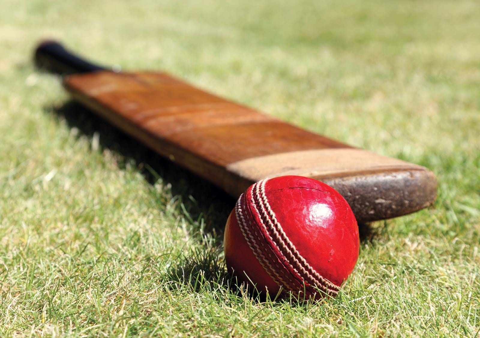 cricket image 0042