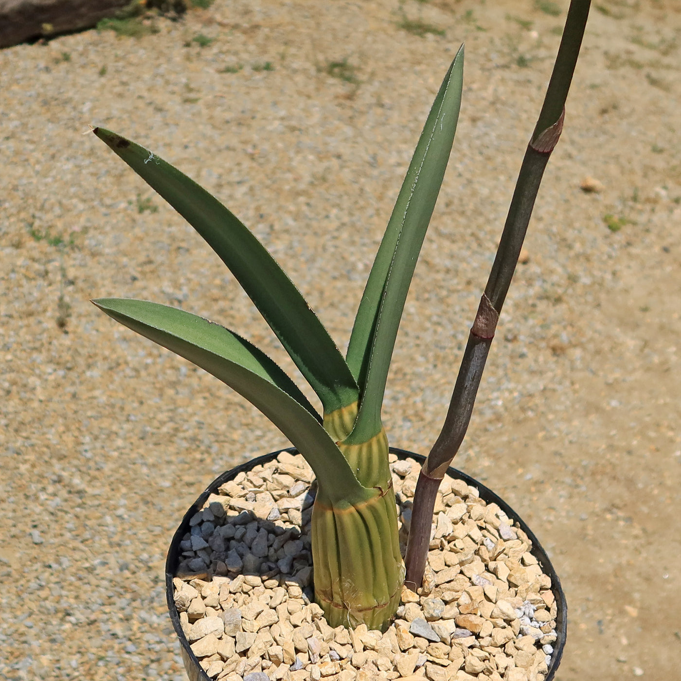 desert orchid propagation.
