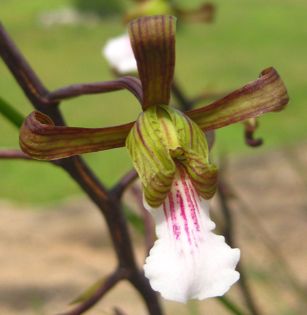 desert orchid species