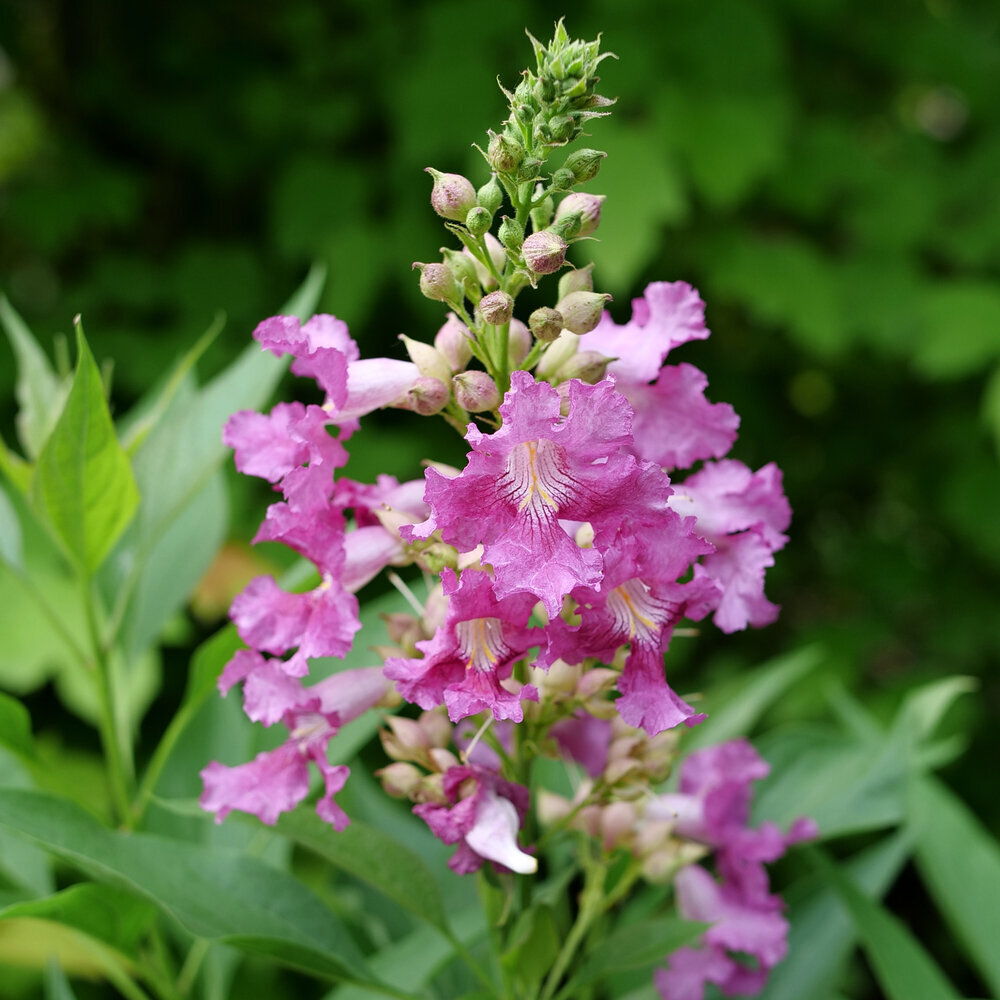 desert orchids care