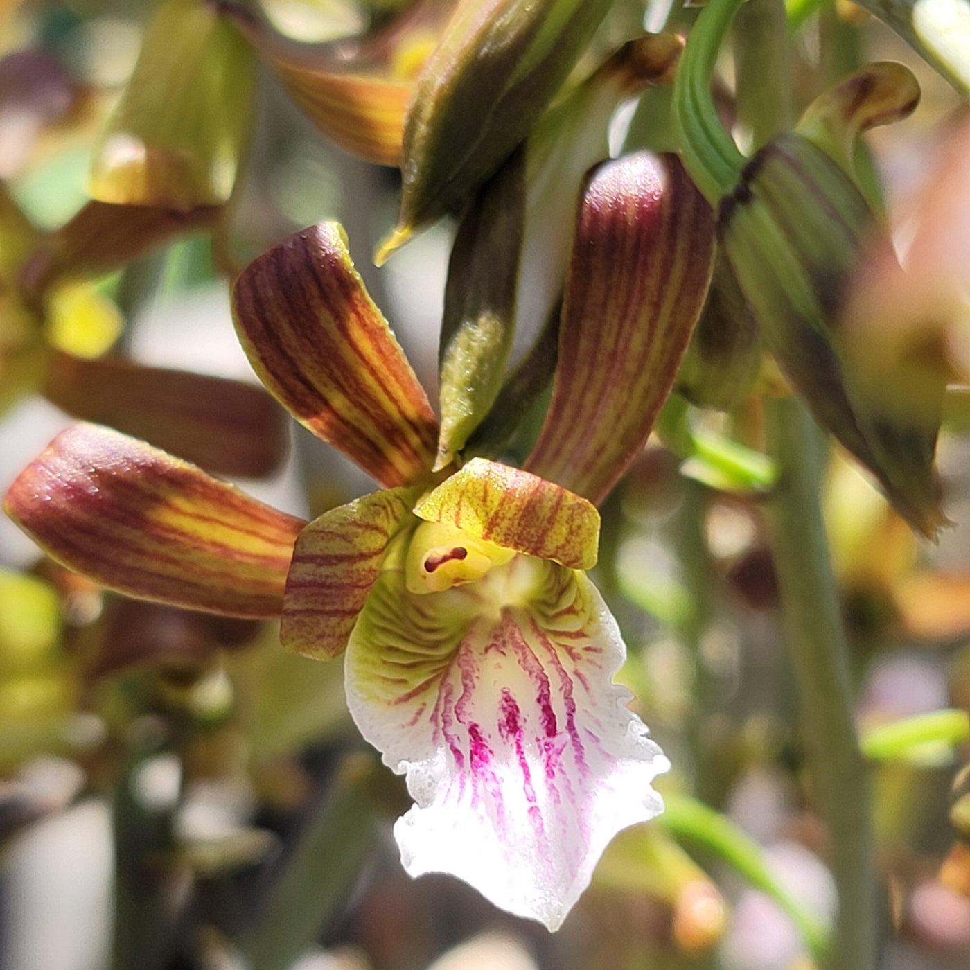 desert orchids types