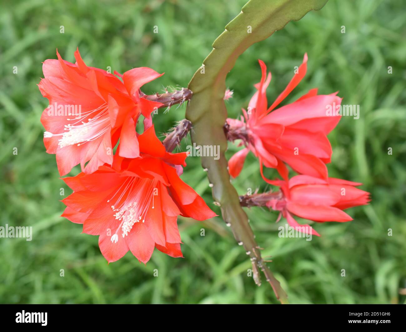 desert orchids 0011