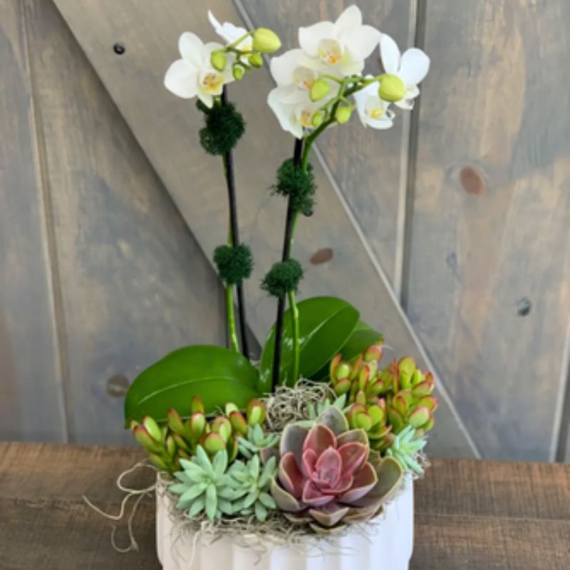desert orchids 0020