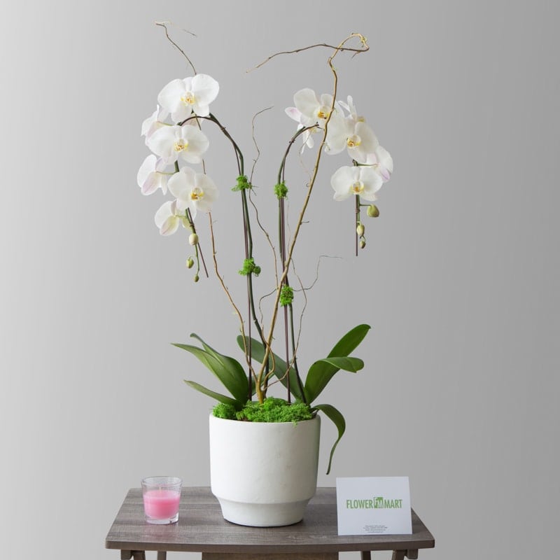 desert orchids 0021