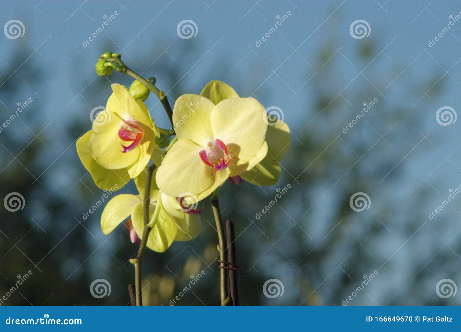 desert orchids 0024