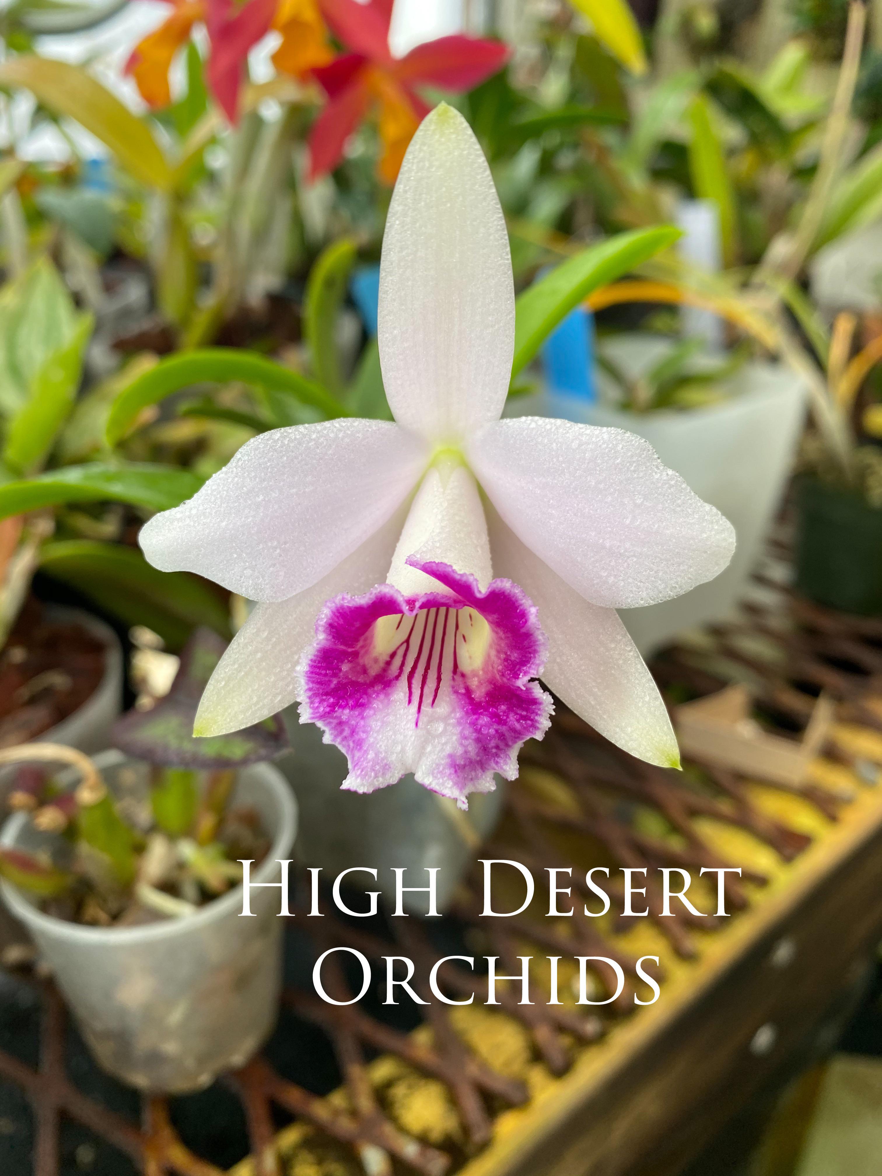 desert orchids 0026