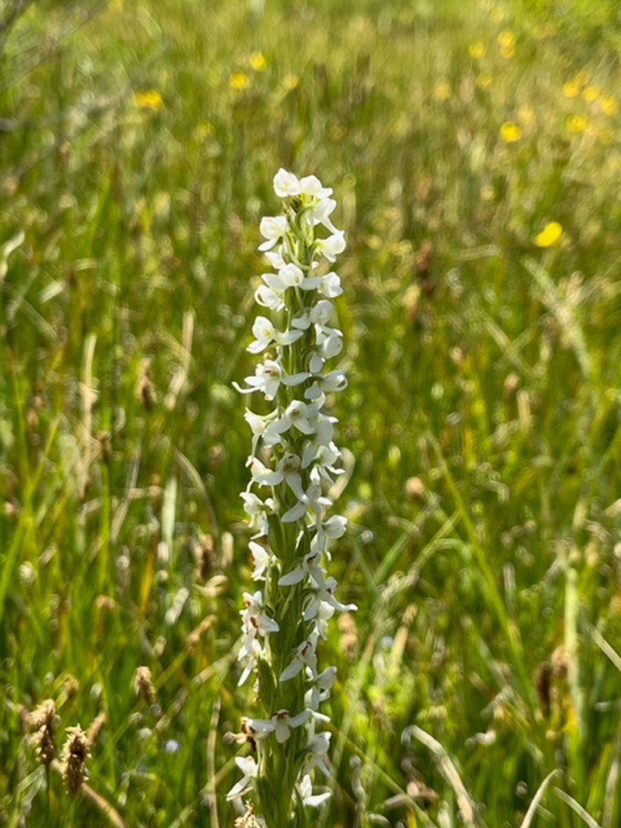 desert orchids 0030