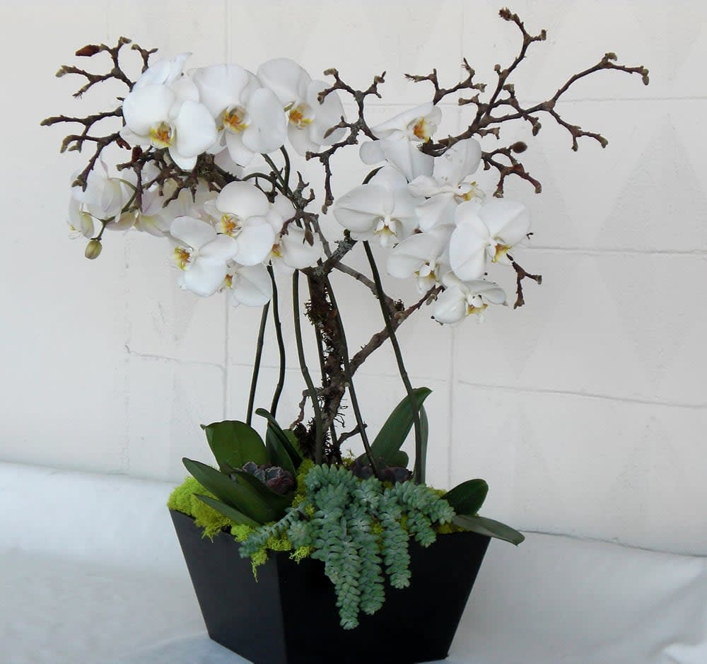 desert orchids 0035